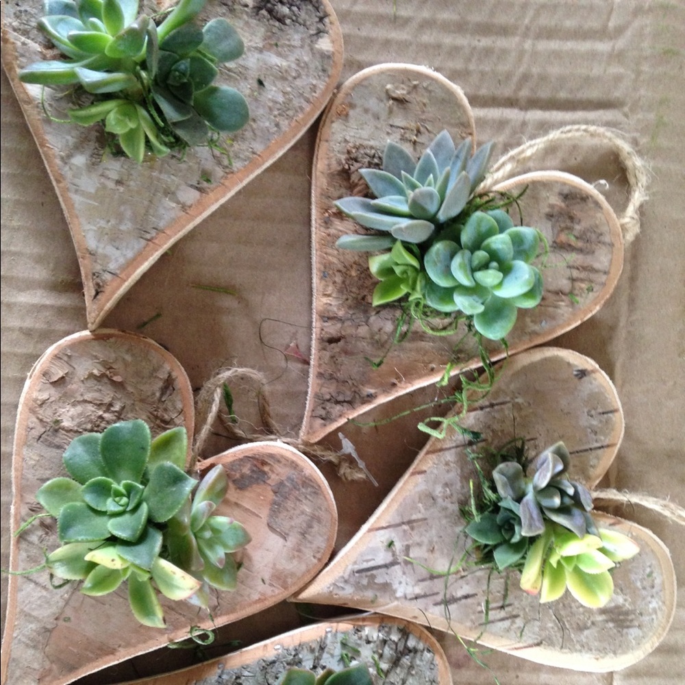 💚 Succulent Hearts 💚